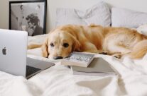 7 Tips For Choosing Your Pet-Friendly Apartment in Harrisonburg