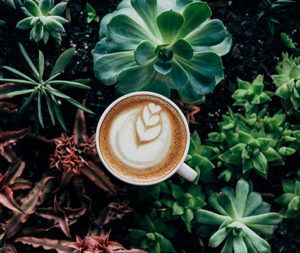 Coffee cup in succulents