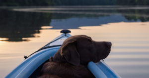 Dog in Kayak